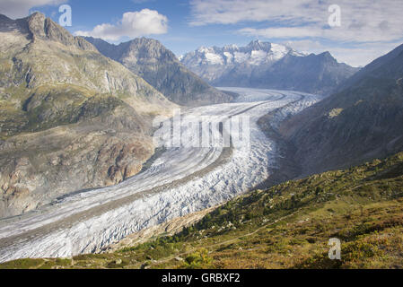 Großen Aletschgletscher im Sommer, Wiese im Vordergrund, Berge, blauer Himmel und weiße Wolken im Hintergrund Stockfoto