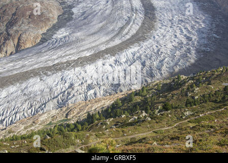 Großen Aletschgletscher mit Gletscherspalten im Sommer, Alpine Vegetation im Vordergrund Stockfoto