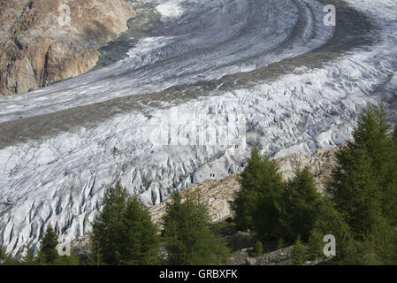 Grossen Aletschgletschers In der Sommerzeit mit medialen und lateralen Moränen, vielen Gletscherspalten, Kiefern im Vordergrund Stockfoto