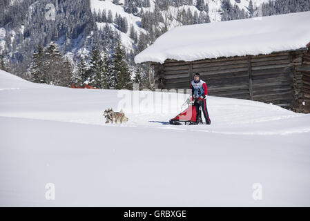 Hundeschlittenrennen In Kandersteg, Berner Oberland Stockfoto