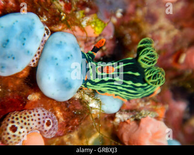 Variable Neon Slug Nembrotha Kubaryana Fütterung auf Seescheiden Stockfoto