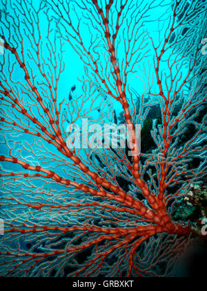 Rote Gorgonien Seafan mit weißen Polypen gegen türkisfarbenen Wasser. Selayar, Süd-Sulawesi, Indonesien Stockfoto