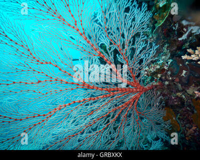 Rote Gorgonien Seafan mit weißen Polypen gegen türkisfarbenen Wasser. Selayar, Süd-Sulawesi, Indonesien Stockfoto