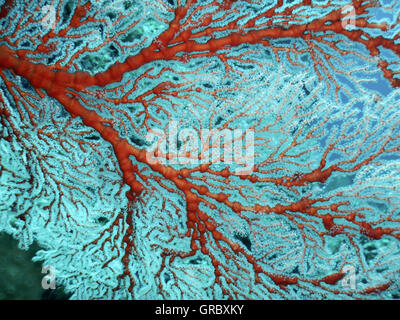 Rote Gorgonien Seafan mit weißen Polypen. Selayar, Süd-Sulawesi, Indonesien Stockfoto