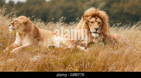 Bild von Löwen in Rasen Stockfoto