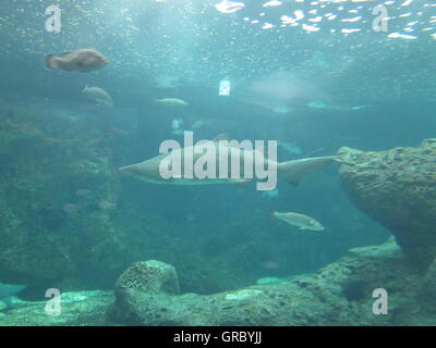 Cretaquarium, Kreta, Griechenland Stockfoto