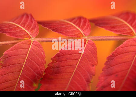 Buntes Herbstlaub von Rhus Typhina Baum Stockfoto