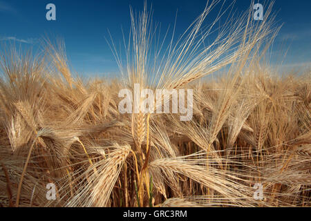 Gerste Hordeum Vulgare wächst Stockfoto