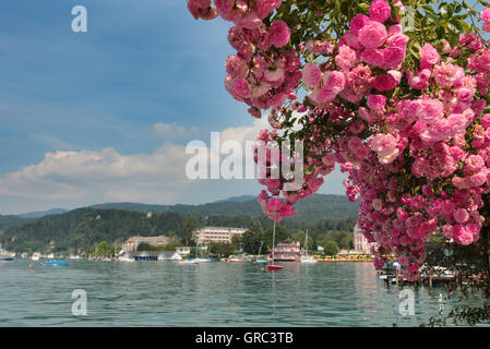 Ufer des Wörthersee mit blühenden Rosen, Österreich Stockfoto