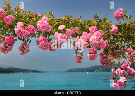 Ufer des Wörthersee mit blühenden Rosen, Österreich Stockfoto