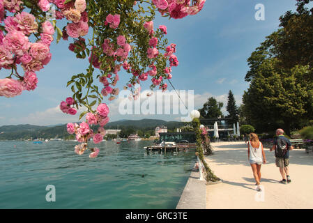 Ufer des Wörthersee mit blühenden Rosen, Österreich Stockfoto