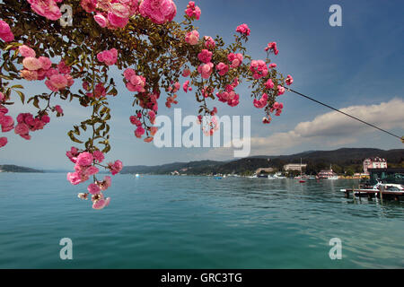 Ufer des Wörthersee mit blühenden Rosen, Österreich Stockfoto