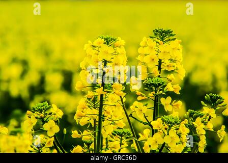 Raps-Feld Stockfoto