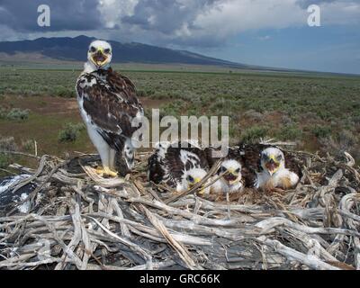 Eisenhaltiger Falke Jungtiere warten in das Nest an der Brachvogel Zuteilung National Grasslands in der Nähe von Holbrook, Idaho. Stockfoto