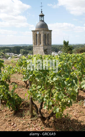 Reben und Kirche in Vouvray Frankreich-der Glockenturm der Kirche von Notre Dame et Saint Jean Baptist umgeben von Reben Stockfoto