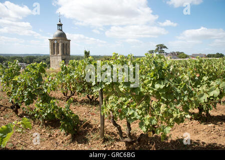 Reben und Kirche in Vouvray Frankreich-der Glockenturm der Kirche von Notre Dame et Saint Jean Baptist umgeben von Reben Stockfoto