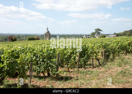 Reben und Kirche in Vouvray Frankreich-der Glockenturm der Kirche von Notre Dame et Saint Jean Baptist umgeben von Reben Stockfoto