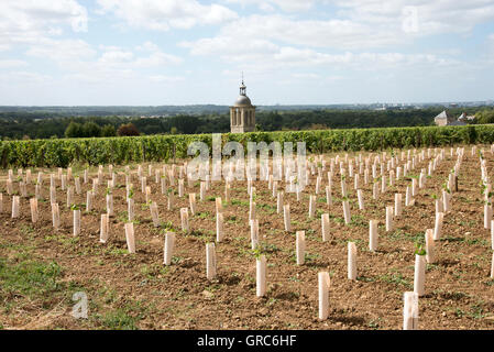 Reben und Kirche in Vouvray Frankreich-der Glockenturm der Kirche von Notre Dame et Saint Jean Baptist umgeben von Reben Stockfoto