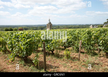 Reben und Kirche in Vouvray Frankreich-der Glockenturm der Kirche von Notre Dame et Saint Jean Baptist umgeben von Reben Stockfoto