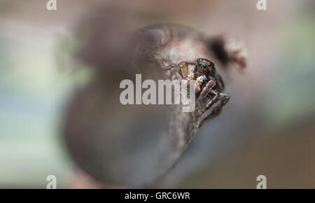 Springenden Spinne Aelurillus V-Insignitus, Männlich Stockfoto