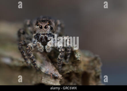 Springenden Spinne Aelurillus V-Insignitus, Weiblich Stockfoto