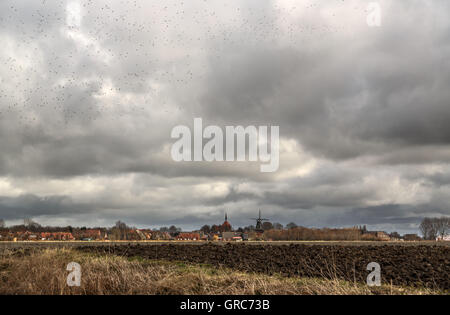 Stare In den Schwarm über ein Dorf In Ostfriesland Stockfoto