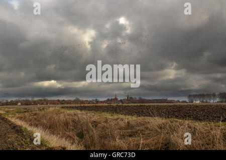 Stare In den Schwarm über ein Dorf In Ostfriesland Stockfoto