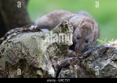 Braune Ratte auf Nahrungssuche Stockfoto