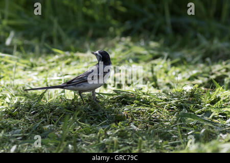 Bachstelze In den Rasen Stockfoto