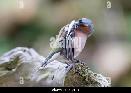 Buchfink verkleiden Stockfoto