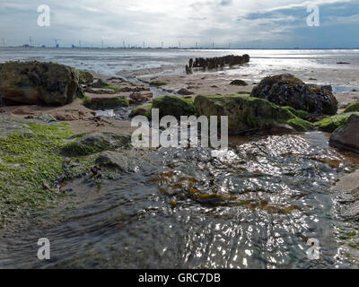 Ursuppe In Watt Stockfoto