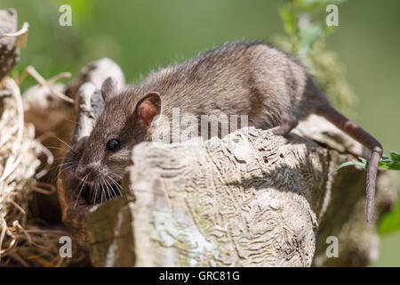 Maus auf der Suche nach Nahrung Stockfoto