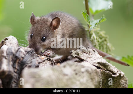 Maus auf der Suche nach Nahrung Stockfoto