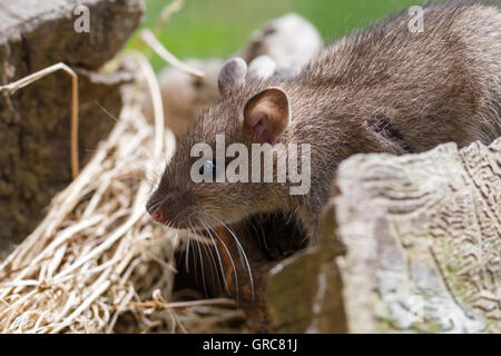 Maus auf der Suche nach Nahrung Stockfoto