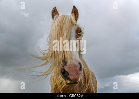 Irische Cop Portrait Stockfoto