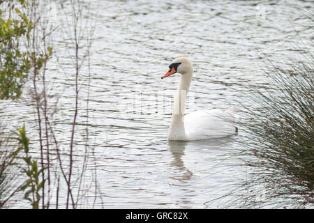 Schwan im Biotop Stockfoto