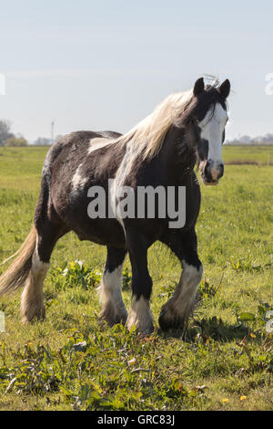 Basteln auf der Weide Stockfoto