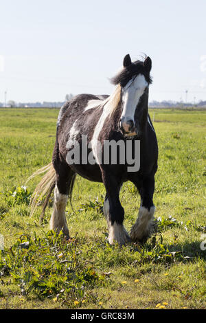 Basteln auf der Weide Stockfoto