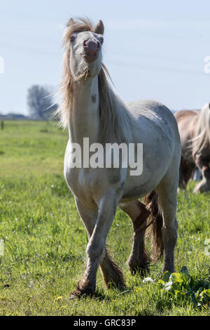 Tinker Cremello auf der Weide Stockfoto