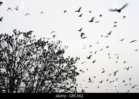 Vogelschwarm Stockfoto