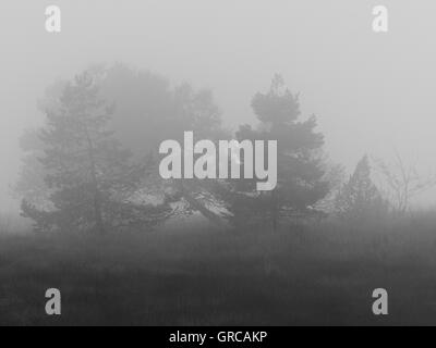 Neblige Stimmung im Moor, Hornisgrinde, Schwarzwald, Baden-Württemberg, Deutschland, Europa Stockfoto