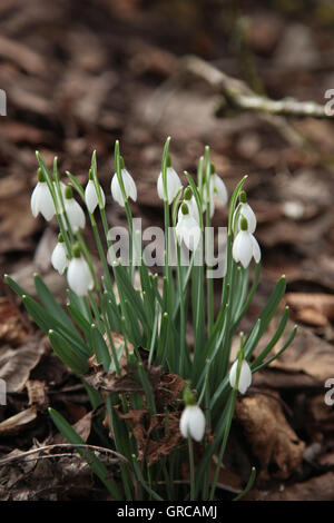 Blühende Schneeglöckchen auf Waldboden Stockfoto