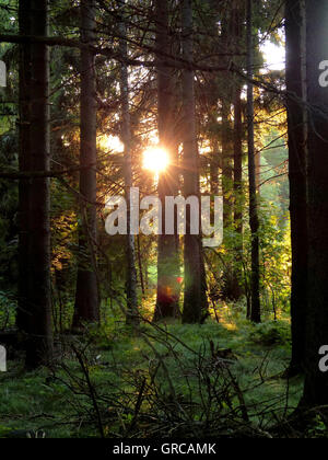 Wald, steigende Sonne durch die Bäume Stockfoto