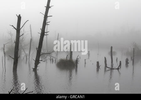 Im Moor Stockfoto