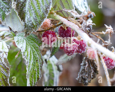 Himbeeren mit Frost hängen an den Busch bedeckt Stockfoto