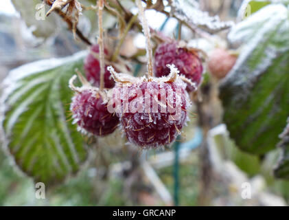 Himbeeren mit Frost hängen an den Busch bedeckt Stockfoto