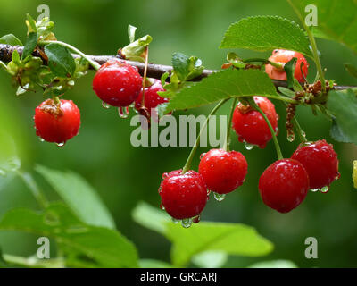 Roten Sauerkirschen mit Wassertropfen, auf Kirschbaum Stockfoto