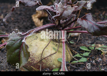 Rote Beete im Gartenbett hat den ersten Frost bekommen. Stockfoto