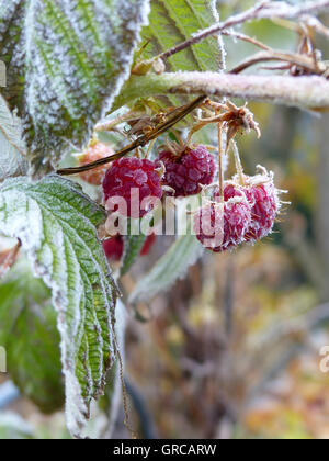 Himbeeren mit Frost hängen an den Busch bedeckt Stockfoto