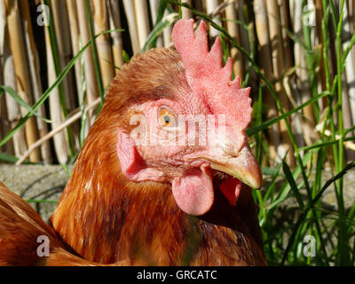 Braune Henne, Porträt Stockfoto